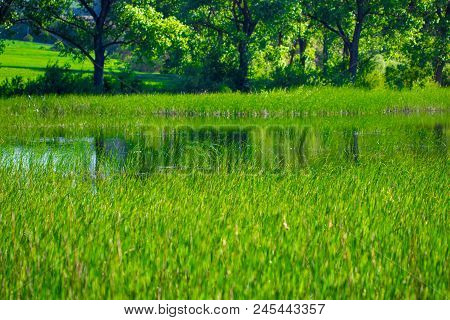 Lake And Green Meadow Near The Water In Sunny Day