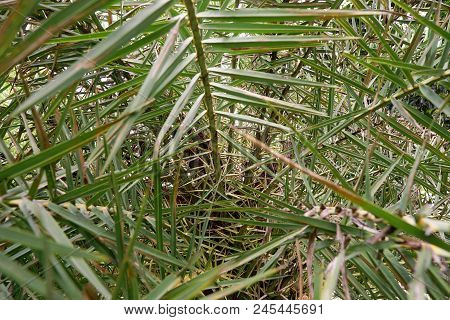 Soft Focus Of Leaves Date Palm Tree Or Phoenix Dactylifera As A Background, Soft Focus Of Branch And