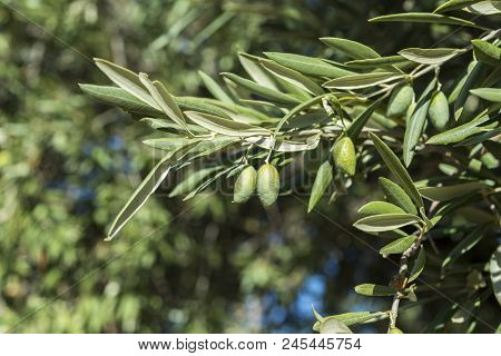 Olives Of The Cornicabra Variety On The Branch. Photo Taken In Ciudad Real Province, Spain