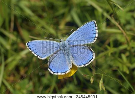 Male Adonis Blue Butterfly - Lysandra Bellargus