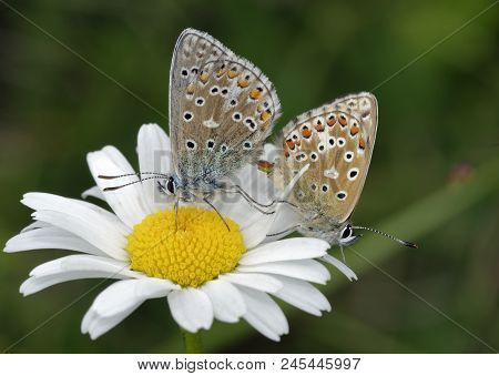 Adonis Blue Butterfly - Lysandra Bellargus 
Mating Pair On  Oxeye Daisy - Leucanthemum Vulgare
