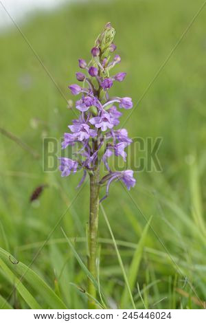 Common Fragrant Orchid - Gymnadenia Conopsea 
In Grassland