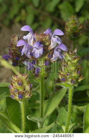 Large Selfheal - Prunella Grandiflora
Blue Mediterranean Flower