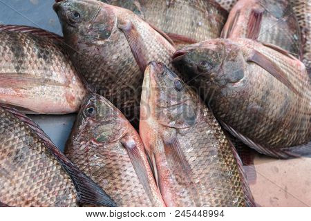 Cichlidae Has A Lot Of Meat And Delicious To Cook.