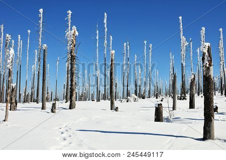 Landscape Of The Bavarian Forest In Winter Whit Snow Old Trunk And Treek