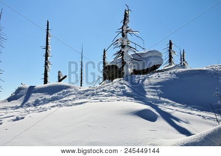 Landscape Of The Bavarian Forest In Winter Whit Snow Old Trunk And Treek