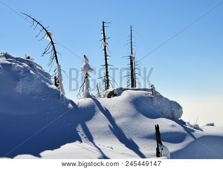 Landscape Of The Bavarian Forest In Winter Whit Snow Old Trunk And Treek