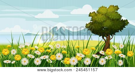 Spring Beautiful Scenery, Fields, Chamomile Flowers Dandelions