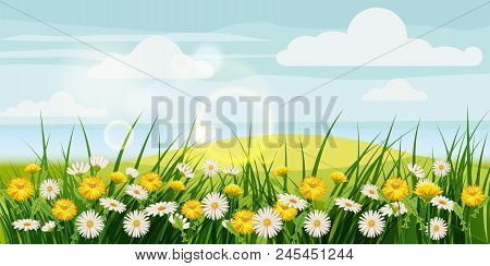 Spring Beautiful Scenery, Fields, Chamomile Flowers Dandelions