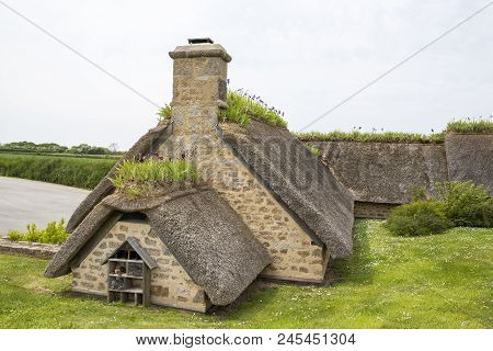Iris On A Thachted Roof Of A Typical House Of Normandy, France