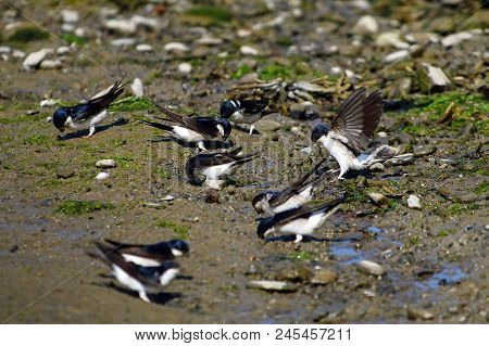 A Flock Of House Martins Collecting Mud For Nesting Material