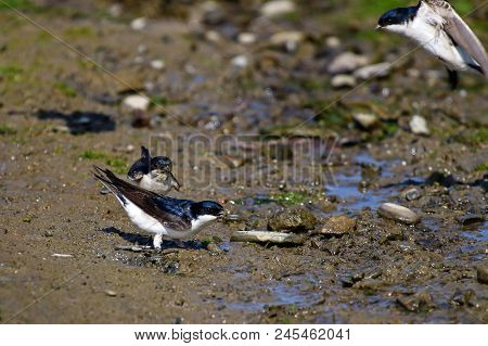 House Martins Collecting Mud For Their Nests