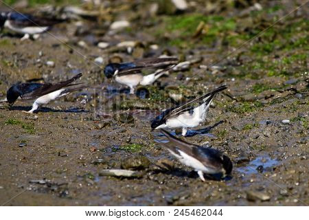A Flock Of House Martins Collecting Mud For Nesting