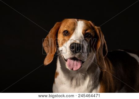 Portrait Of Beautiful Beagle Dog On A Black Background