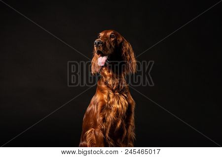 Portrait Of Irish Setter Dog Isolated On Black Background