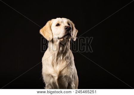 Portrait Of Cute Labrador Retriever On Black Background