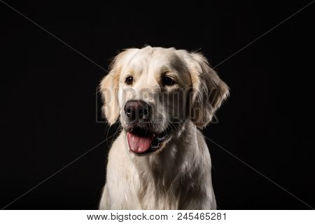 Portrait Of Cute Labrador Retriever On Black Background