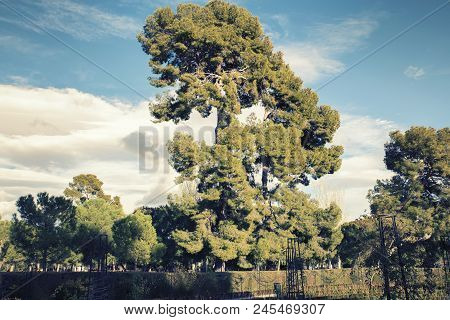 Pines In Famous Park Of Madrid. Retiro Park