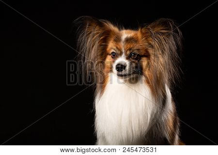 Portrait Of A Papillon Dog On A Black Background