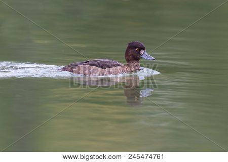 Natural Female Tufted Duck (aythya Fuligula) Swimming In Green Water, Reflection