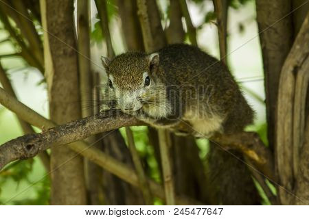 The Squirrels Are Lying On The Branches And Watching Something.