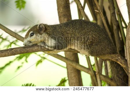 The Squirrels Are Lying On The Branches And Watching Something.