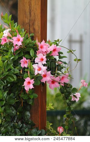 Pink Mandevilla Sanderi Flowers Climbing On Woody Pole. Rocktrumpet Blooms.