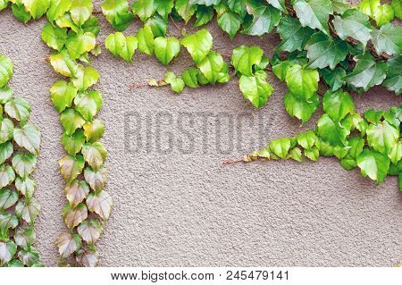 Fresh Geen Climber Ivy Plant Growing Over Concrete Wall. Nature Abstract Background. Natural Bright 