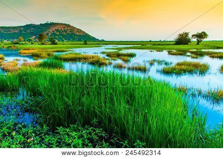 Sunset In Rice Fields, Near Phnom Krom, Sieam Reap In Cambodia