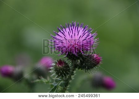 Purple Flowers In Close-up Of The Thistle Plant Along The Road In Nieuwerkerk Aan Den Ijssel.