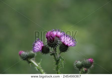 Purple Flowers In Close-up Of The Thistle Plant Along The Road In Nieuwerkerk Aan Den Ijssel.