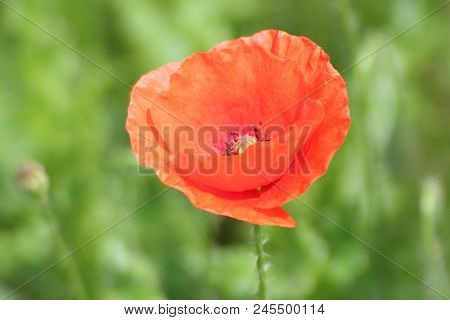 Flower Head Of A Red Poppy In Close Up Along The Road In Nieuwerkerk Aan Den Ijssel In The Netherlan