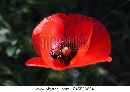 Papaver Rhoeas Common Names Include Corn Poppy , Field Poppy , Red Poppy