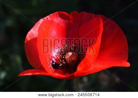 Papaver Rhoeas Common Names Include Corn Poppy , Field Poppy , Red Poppy