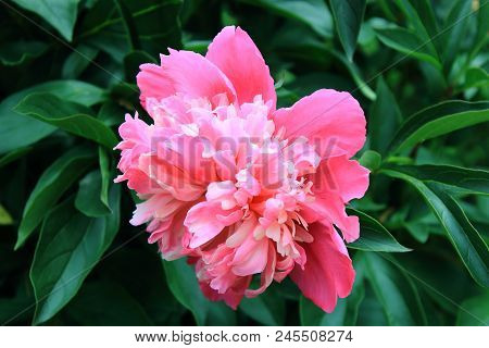 Big bright pink peony in the garden. Peonies summer in a garden after rain. Pink peonies macro. Delicate bouquet of peonies. The care of garden plants. Landscape design