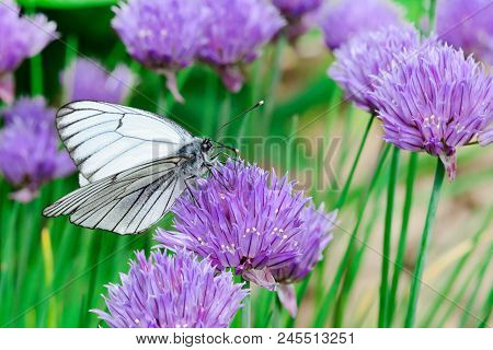 White Butterfly On A Light Purple Flower. An Extraordinary Beautiful Picture Close Up. Bright Macro 
