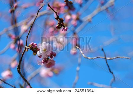 Abstract Blooming Image Of The Spring Flowering In The Park.blurred Blue Sky Background