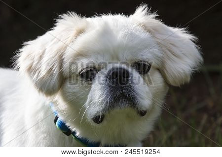 White Little Puppy Pekingese Eleven Month Old