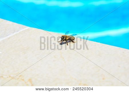 The Bee Drinks Water In The Summer. The Bee Drinks Water In The Pool