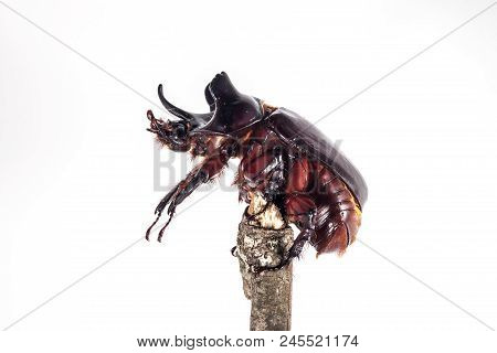 Ox Beetle - Strategus Aloeus, A Species Of Rhinoceros Beetle On Branch Isolated On White Background