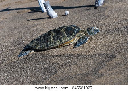 Green Sea Turtle On The Beach, Hawaii