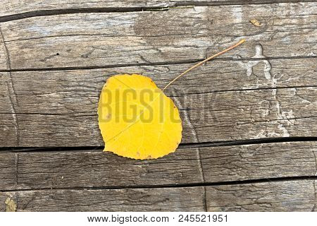 Aspen Leaf On Log, Close Up, Macro