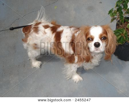 Cavalier King Charles