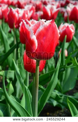 Canasta Tulips At Windmill Island Tulip Garden