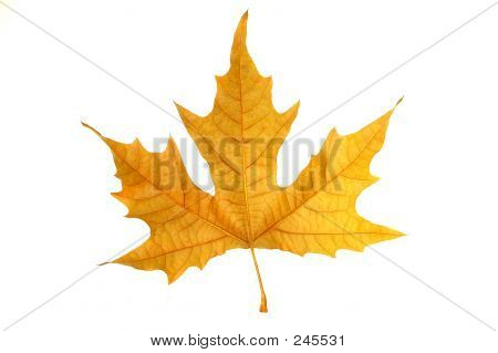 Feuille