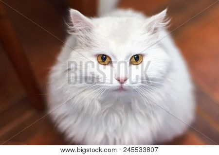 Home White Cat Breed Of The Turkish Angora Sitting