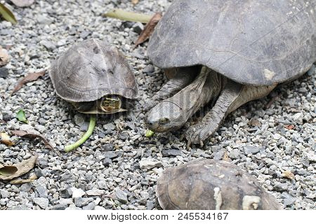 Giant Tortoise, Galapagos Islands, Ecuador, Large Old Long Life Turtle In Ocean Walking On Park Full
