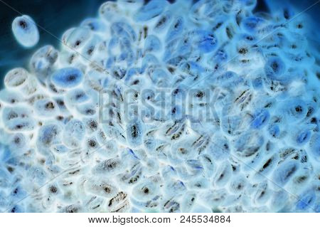 Bacteria Or Cells Under A Microscope, Cells Of The Virus Under A Microscope. Multiplication Of Bacte