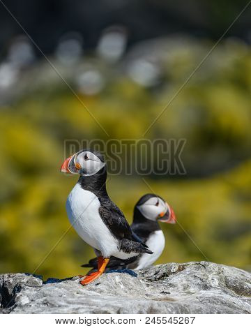 Beautiful Atlantic Puffin Or Comon Puffin Fratercula Arctica In Northumberland England On Bright Spr