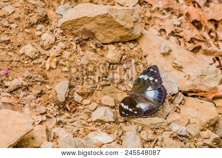 Male Common Eggfly Butterfly With Large White Spots And Orange Markings Resting On Rocky Ground.